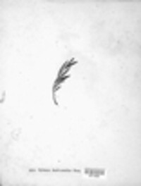 Rhytisma andromedae image